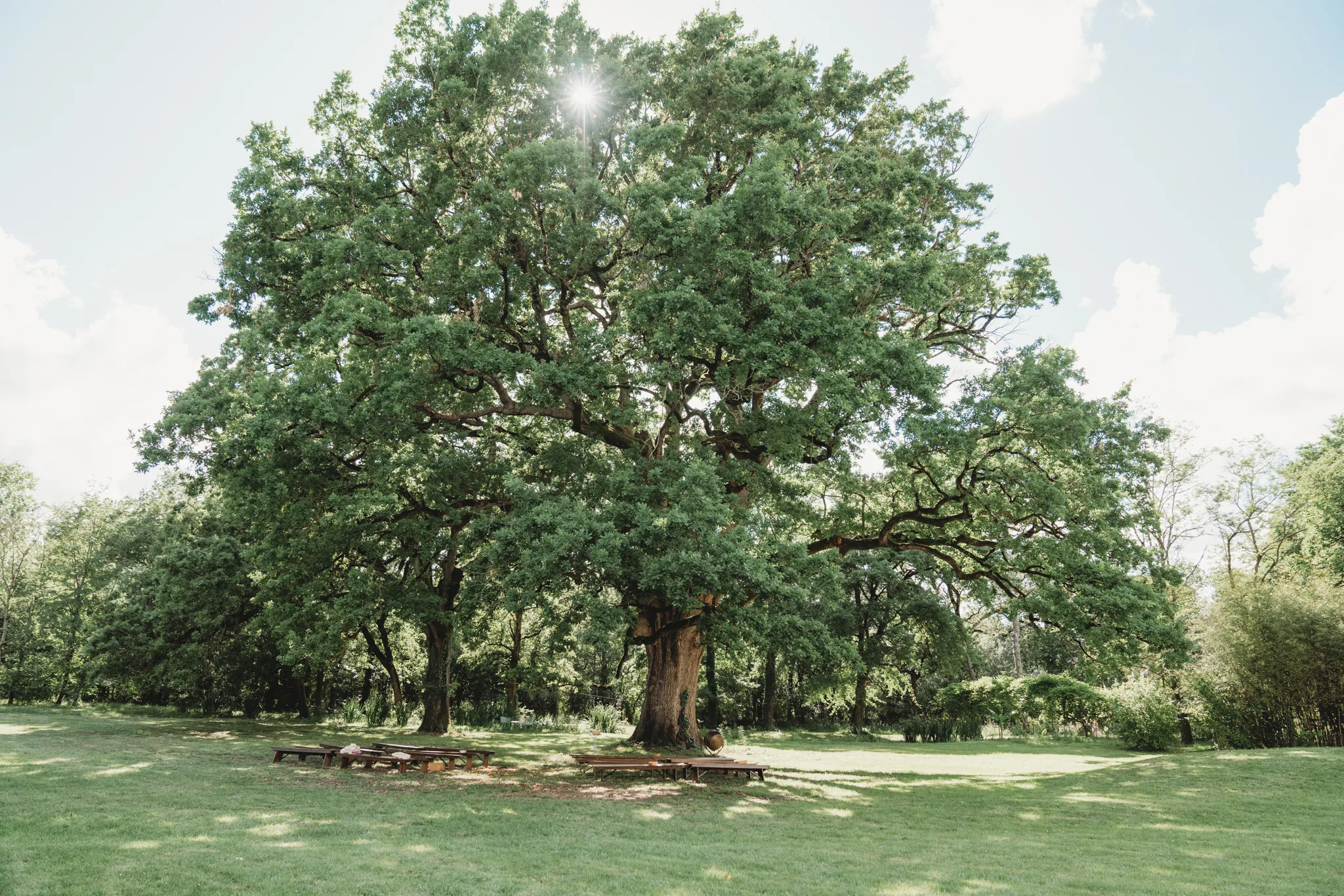 The 550 year old oak in the park